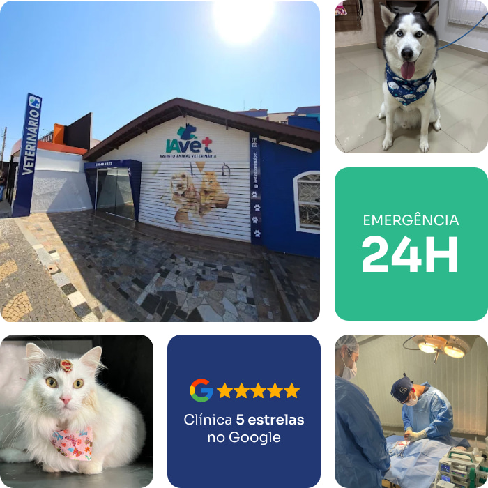 clinica-veterinaria-em-americana-sp